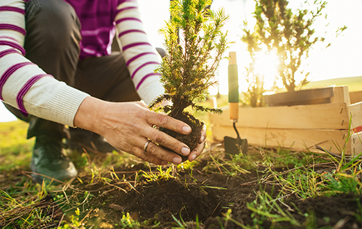 Person planting seedlings